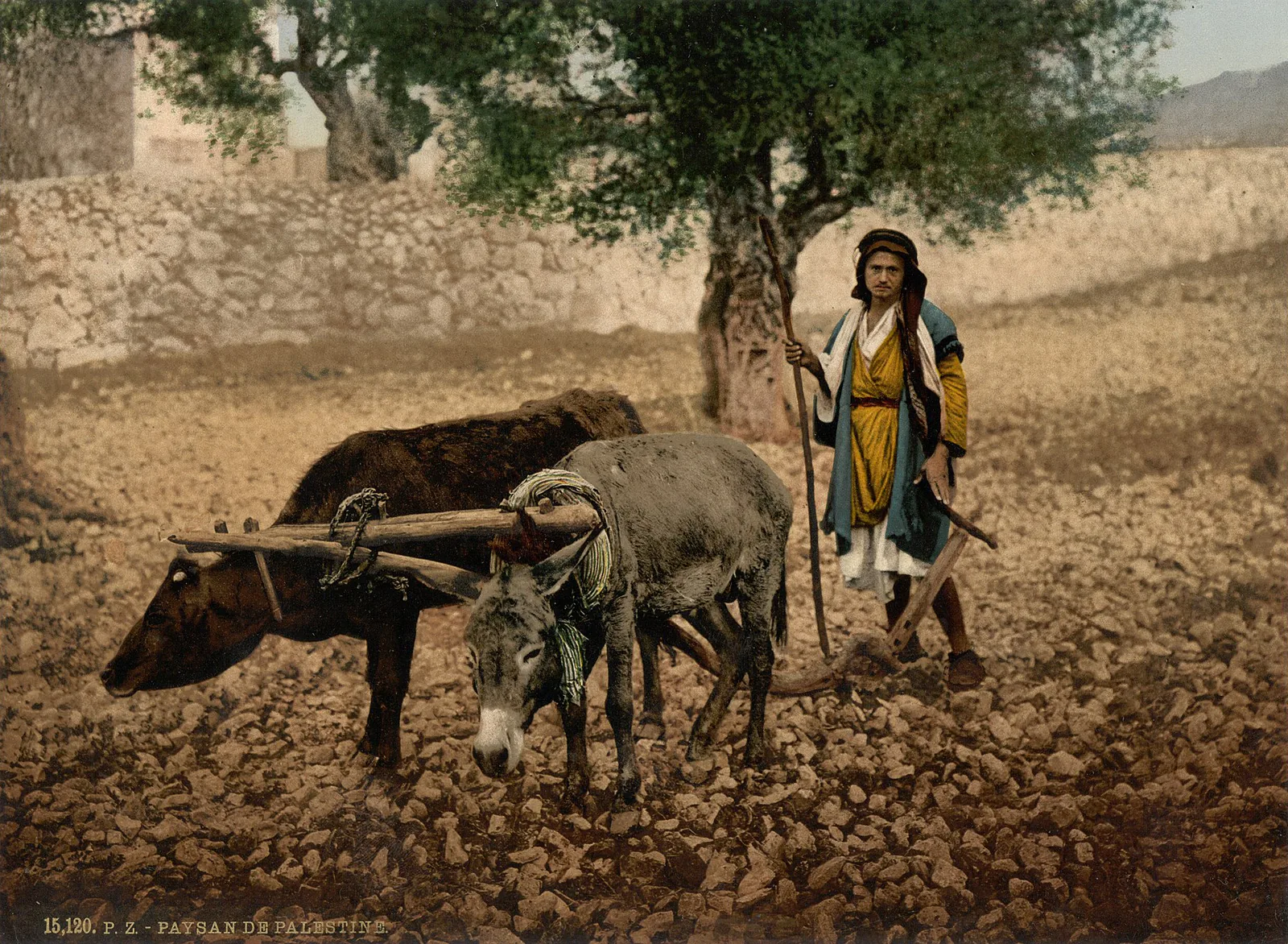 Le Bœuf et l’Âne, Palestine ottomane, 1890–1900